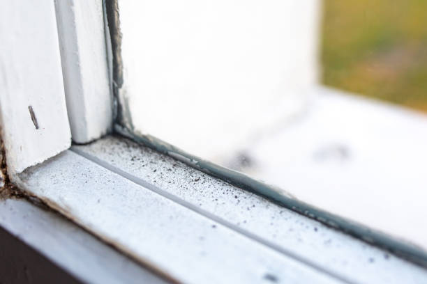 Best Basement Mold Removal  in Excelsior, MN