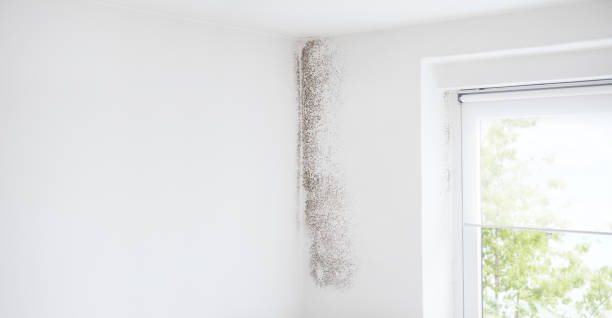 Best Post-Remediation Verification Testing  in Excelsior, MN