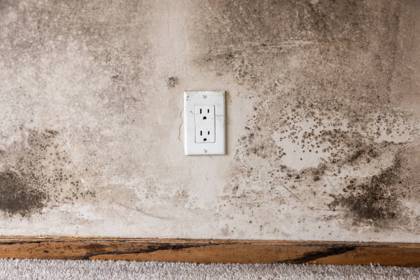 Best Mold Remediation for Rental Properties  in Excelsior, MN