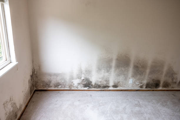 Forensic Mold Investigation in Excelsior, MN